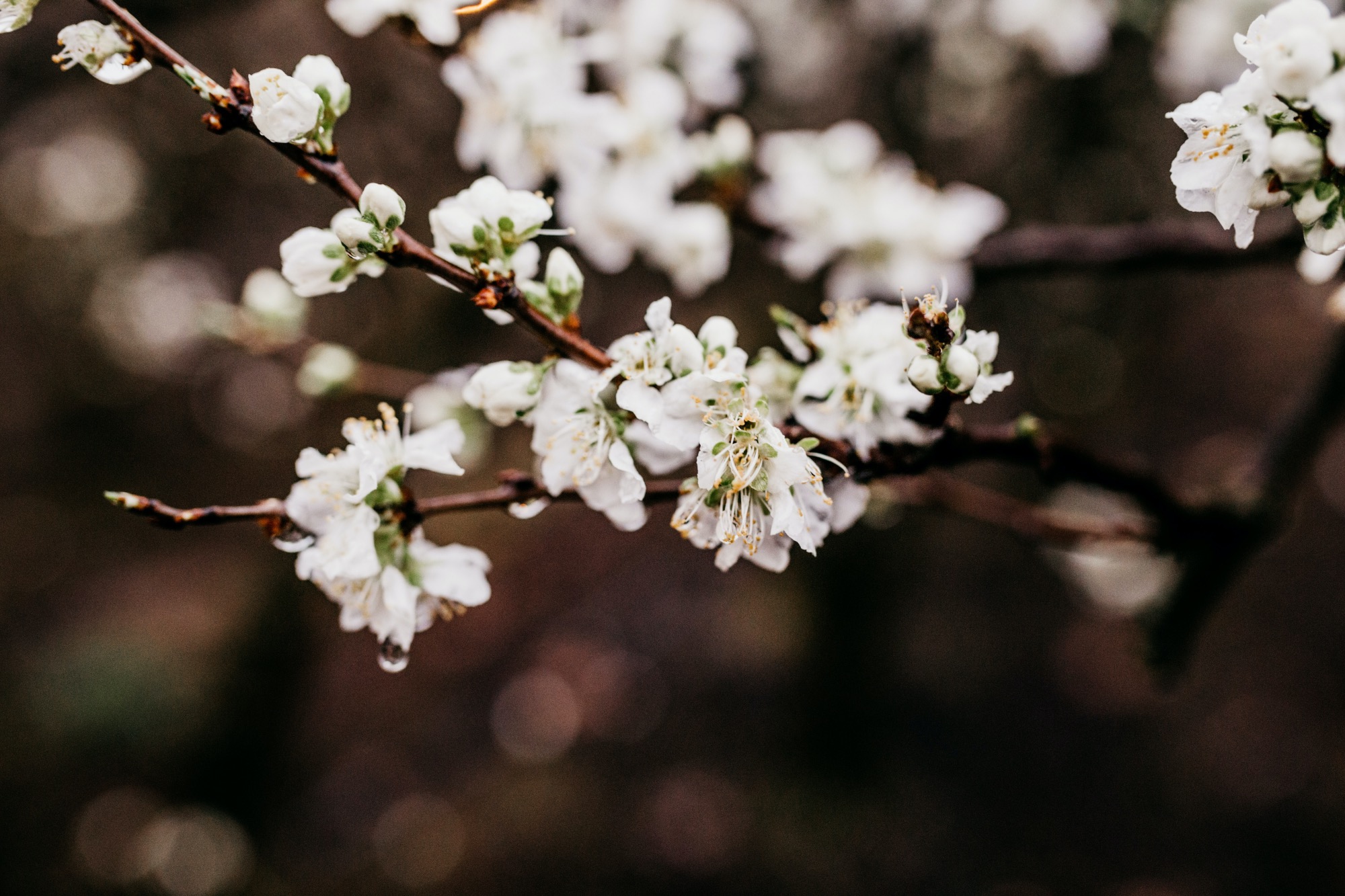 tree branch in spring with small white blooms 